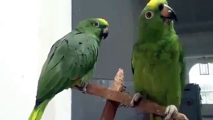два попугая поют испанскую песенку! Очень смешно!