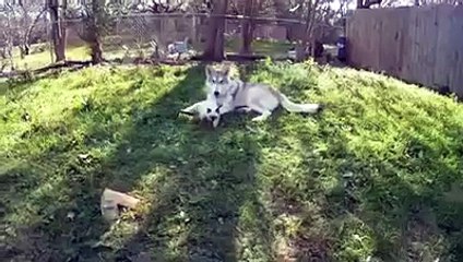 Заботливая волчица))))))))