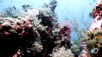 The Tasselled Wobbegong Shark Lures in Prey for Ambush