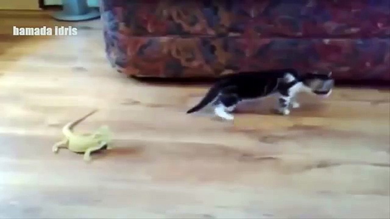 Cats take over 2015