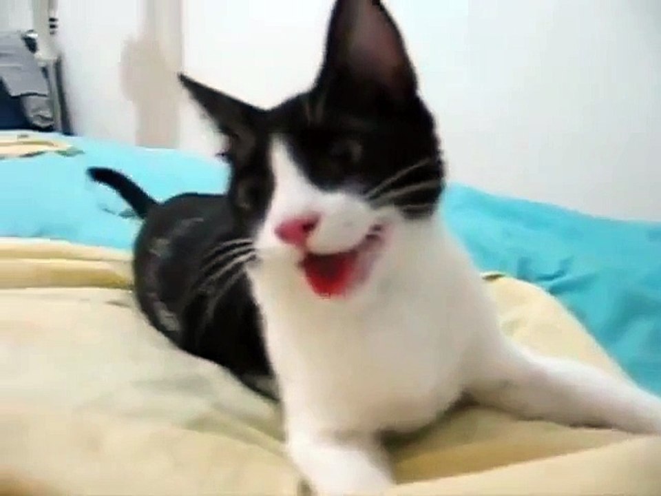 Un chien emprisonné dans le corps d'un chat