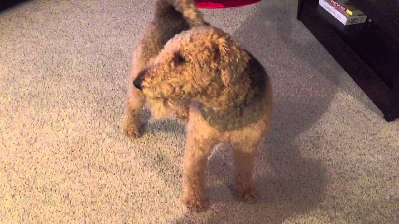 Un chien sans cordes vocales aboie