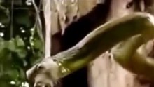 شاهد ماذا حدث حينما وجد طائر نقار الخشب ثعبان داخل عشه