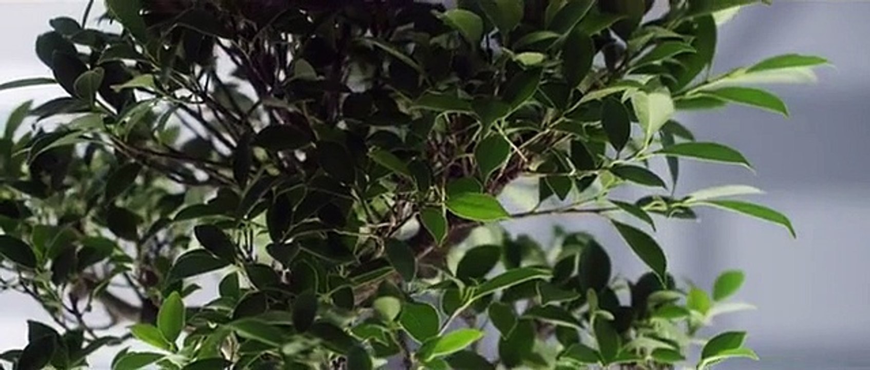 Maître Gims - Tu vas me manquer (Clip Officiel)