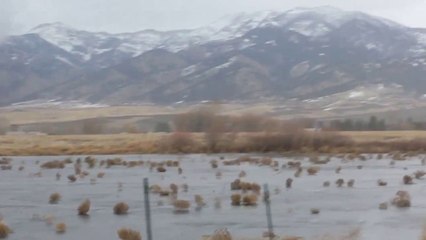 Grande migration de virevoltants