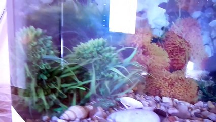 Aquarium - Poisson Rouge