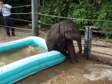 Baby elephant, Tupelo down for the count Mac the Elephant Takes a Bath