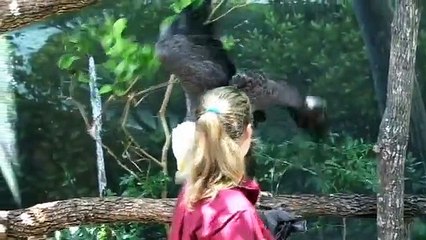 Baby elephant, Tupelo down for the count Liberty the Bald Eagle