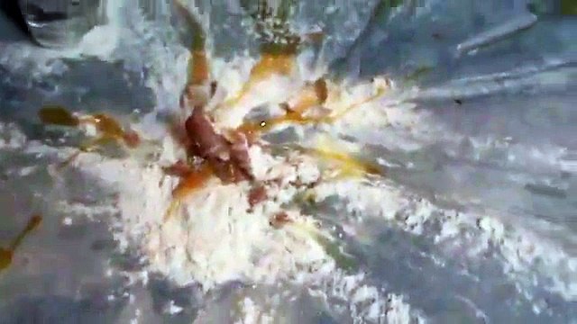 How to Make Bread from Scratch- NO BREADMAKER NEEDED