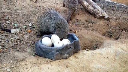 Baby elephant, Tupelo down for the count Mongoose and Hard Boiled Eggs