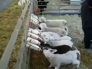 Süt var dediler geldik..