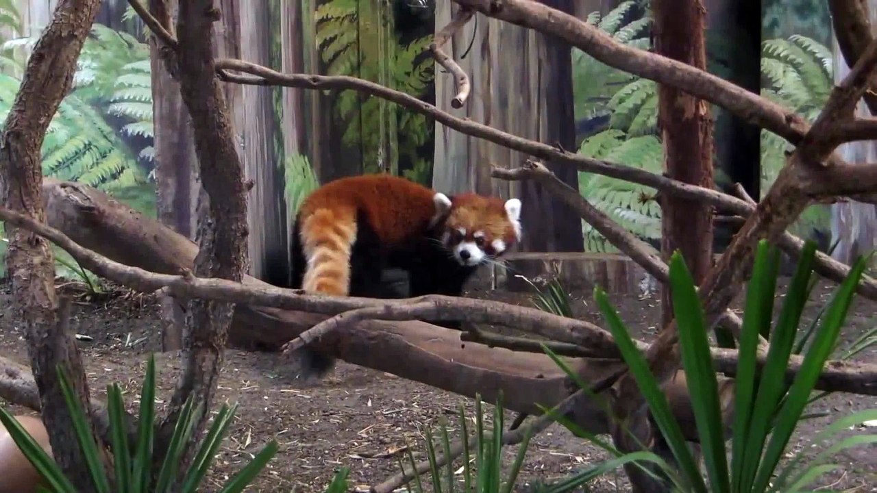 Red Panda   Polar Bear Trip