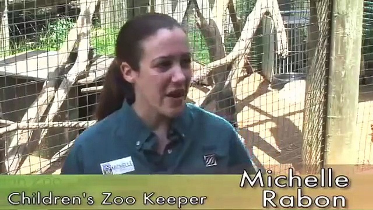 Polar Bear Trip Cute Coati in the Children's Zoo