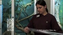 Handling Venomous Snakes at the Houston Zoo