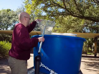 Restocking the Reflection Pool with Koi at the Houston Zoo