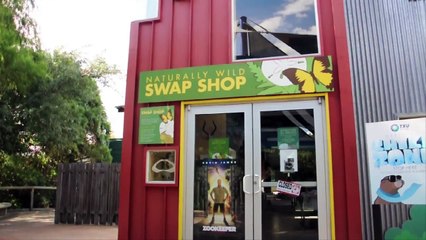 Playful Kitties in the Swap Shop at the Houston Zoo