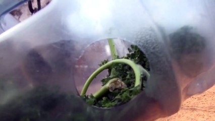 How Does A Giraffe Tongue Work؟