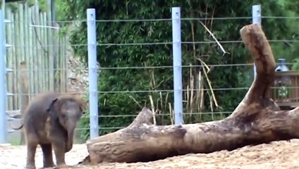 Baby Elephant Baylor Plays with a HUGE Tree Trunk