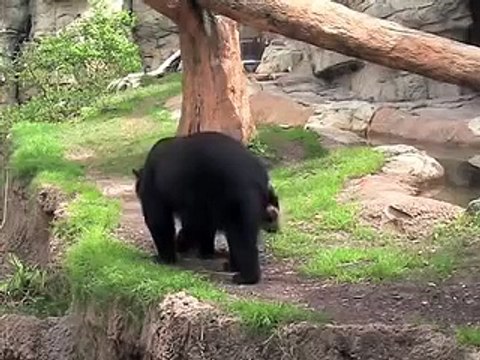 Spectacled Bear Pair - Meet Willie and Pattie, Houston Zoo's Spectacled Bears