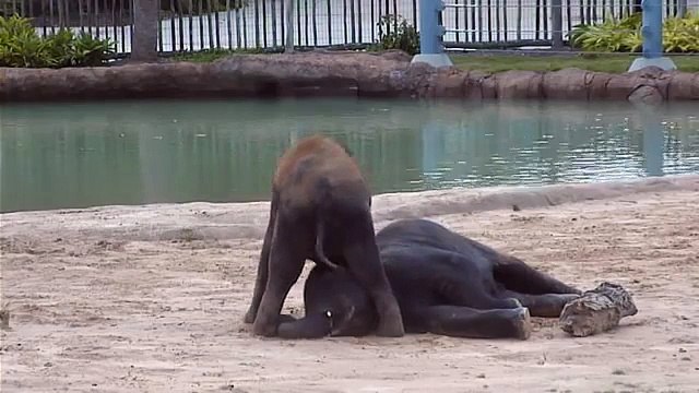 Dog...Er...Elephant Pile! Houston Zoo Elephant Babies Play