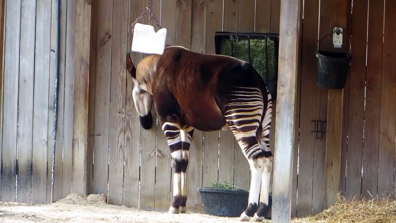 Polar Bear TripVideo Wednesday׃ Okapi