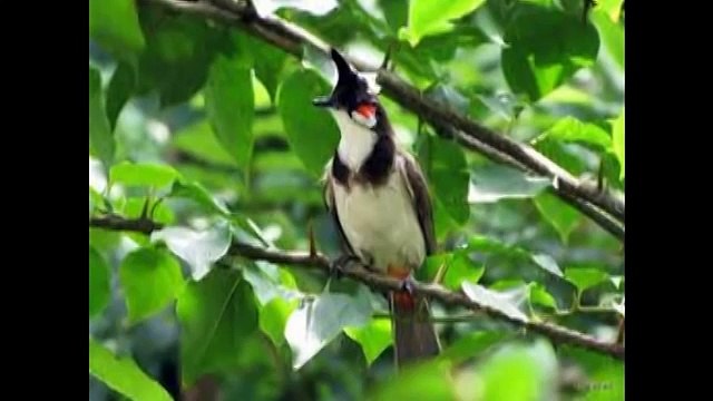 Chim Vành khuyên - Nhạc thiếu nhi vui nhộn hay nhất