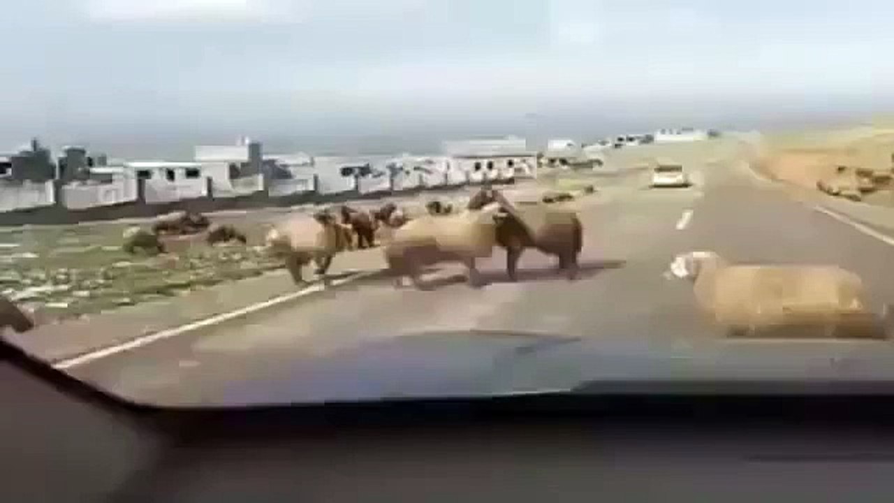 sheep attack car when entering its area