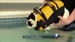 News Anchor Laughs Hysterically Over Swimming Cat