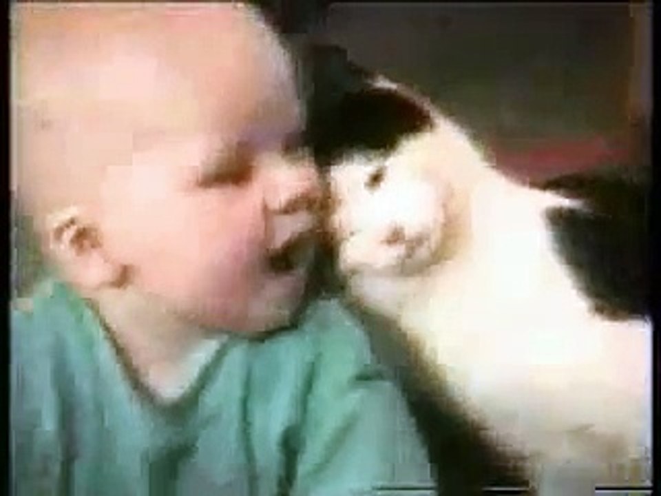 1 min funny cats