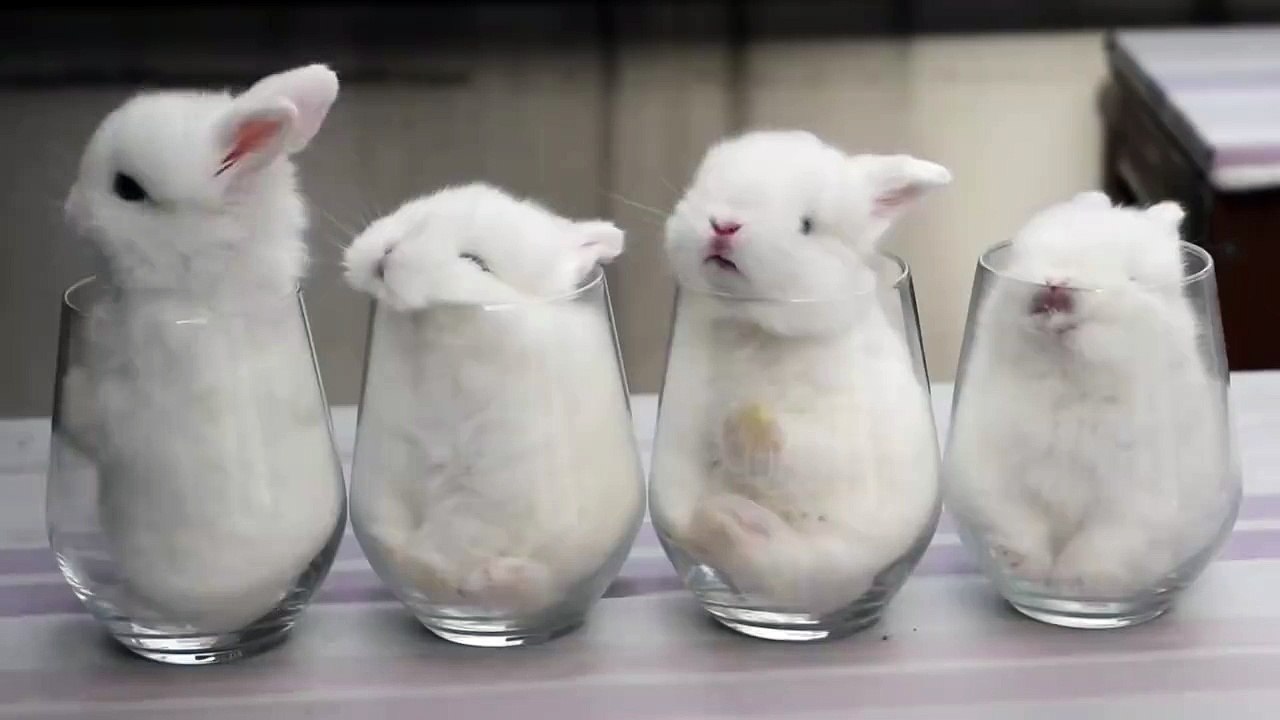 Baby Bunnies Sleeping In Glasses