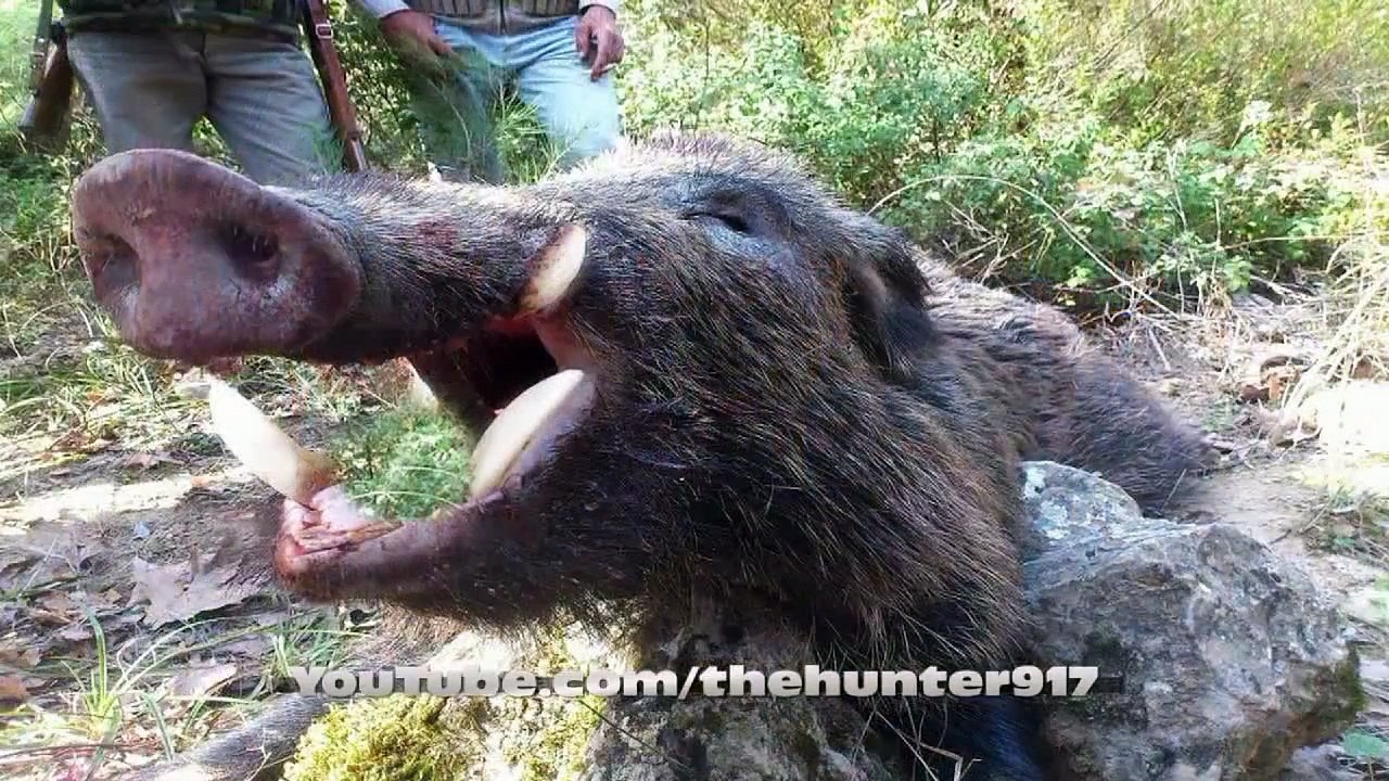 Hatay ( Antakya ) Domuz Avı 2014. Wild Boar Hunting