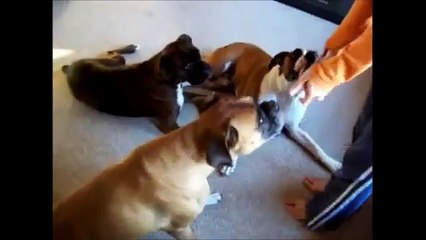 Sevimli hayvanlardan ölü numaraları