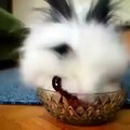 Cute Rabbit Eating Raspberries