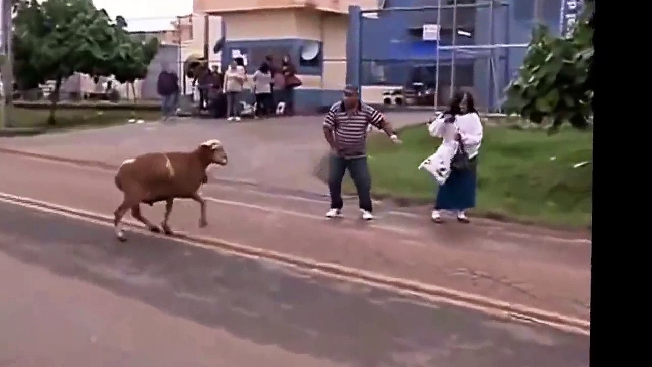 That a sheep funny