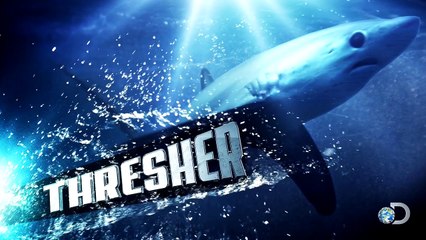 Shark Hunts Prey Using Whip-Like Tail