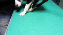 Paralized puppy