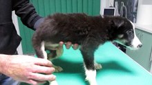 Paralized puppy