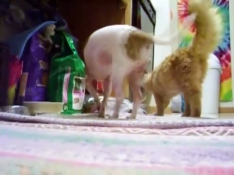 Забавный секс животных.