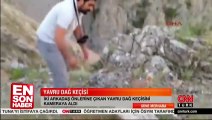 Erzincan Yavru Dağ Keçisi