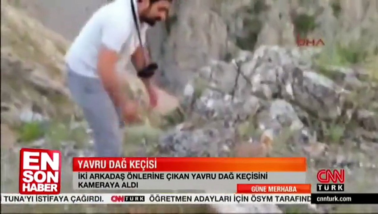 Erzincan Yavru Dağ Keçisi