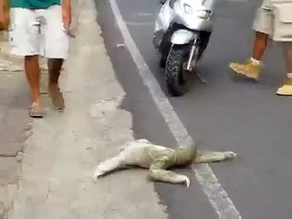 ленивец лол