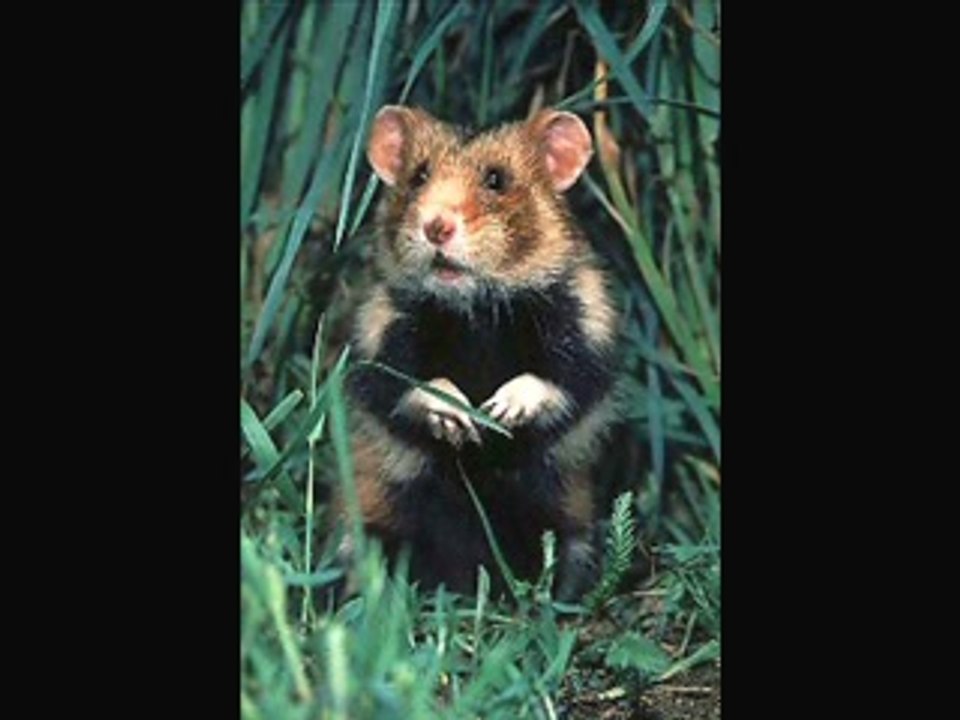 dépêche de l'AFP. mdr