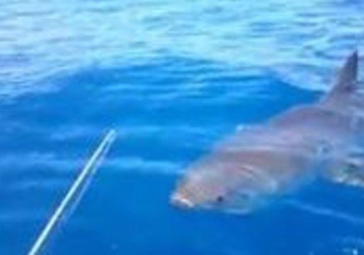 Curious Great White Shark Circles Boat