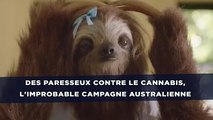 Des paresseux contre le cannabis, l'improbable campagne australienne