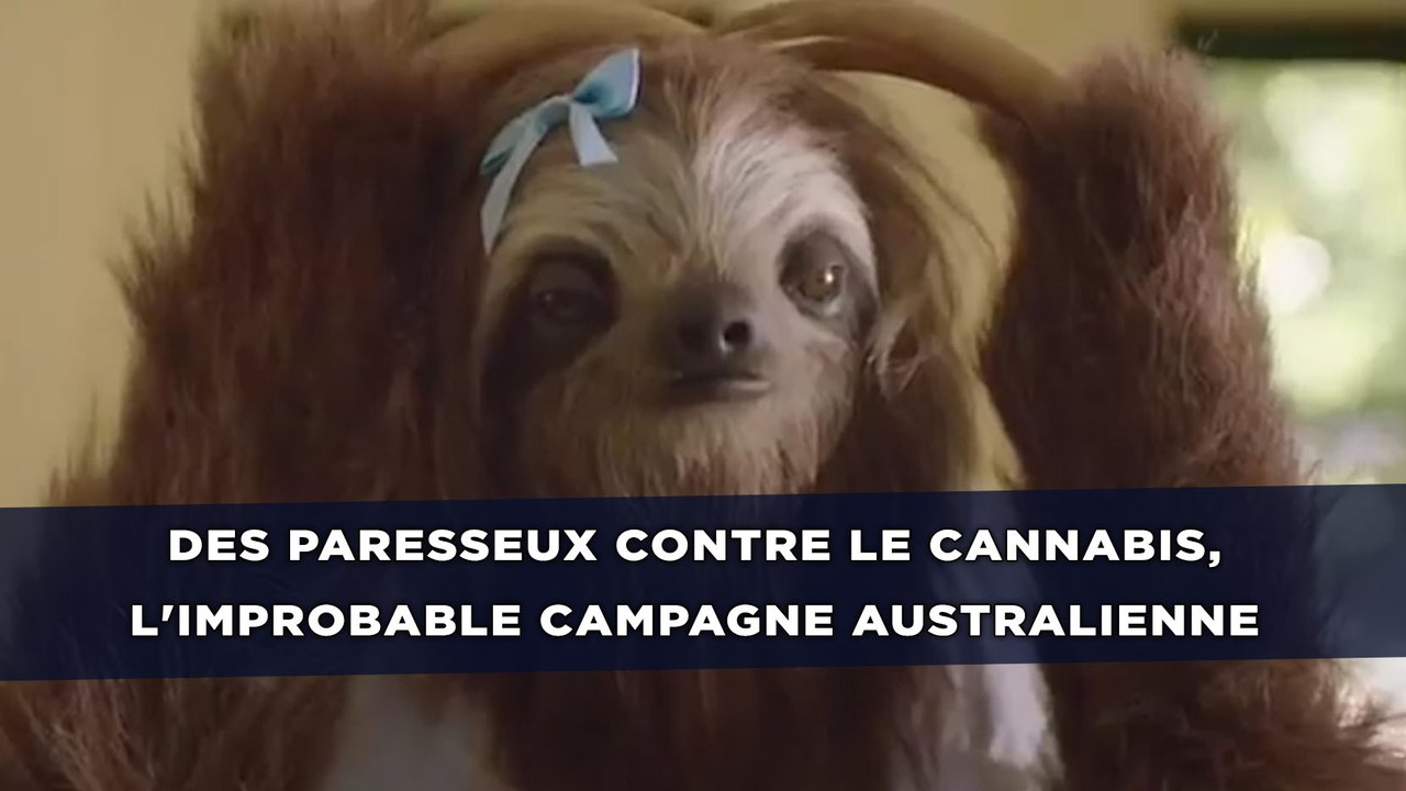 Des paresseux contre le cannabis, l'improbable campagne australienne