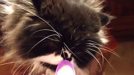 How does a cat eat first ice cream