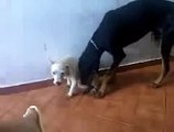 best Animals Having Fun Breeding Reproducing Dogs Mating 4 ~ Best Funny Animals 2014 revie
