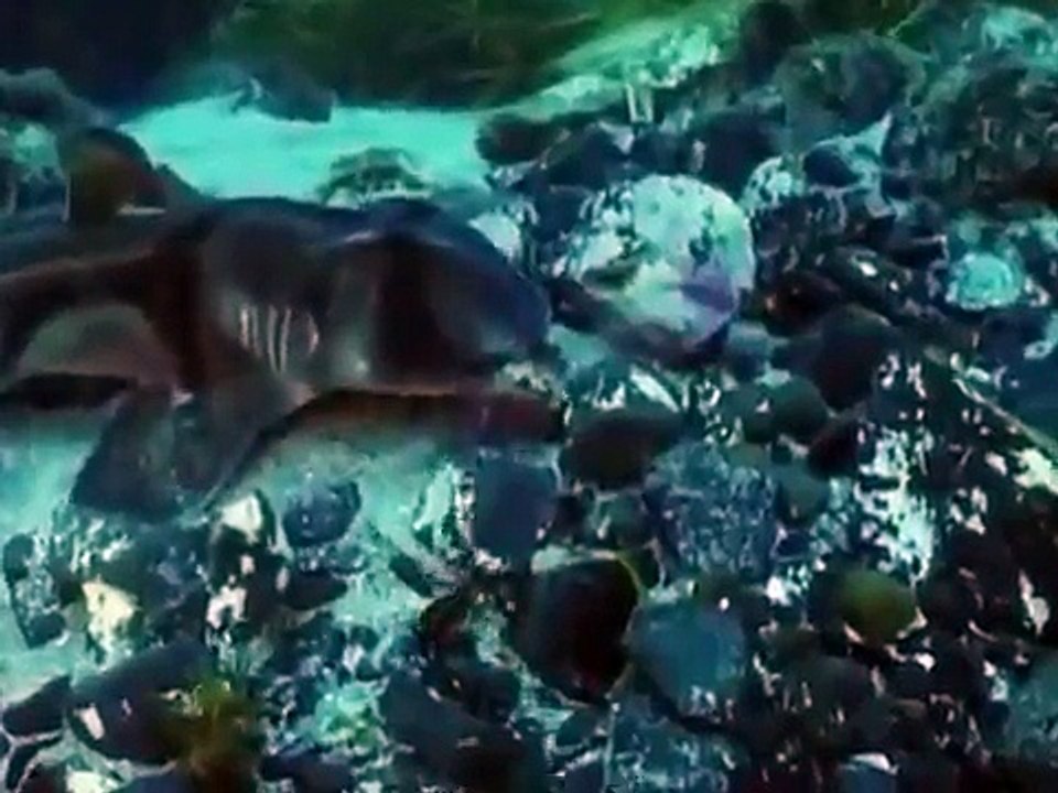 Shark Quest In search of the Biggest Shark Fish Fishing Documentary HUB [FULL EPİSODE]