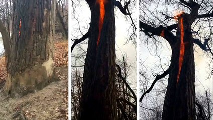 Üzerine Yıldırım Düşen Ağaç İçten İçe Yandı