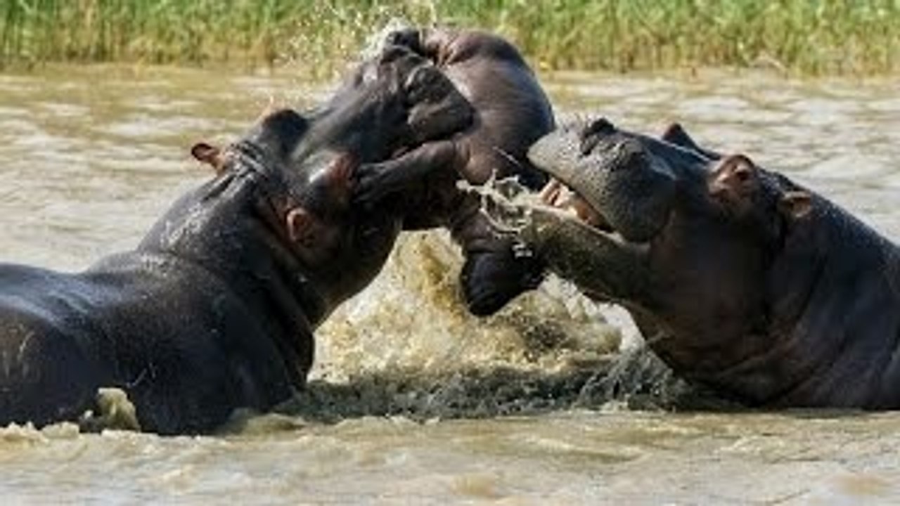 Predadores Africanos - Armas Letais